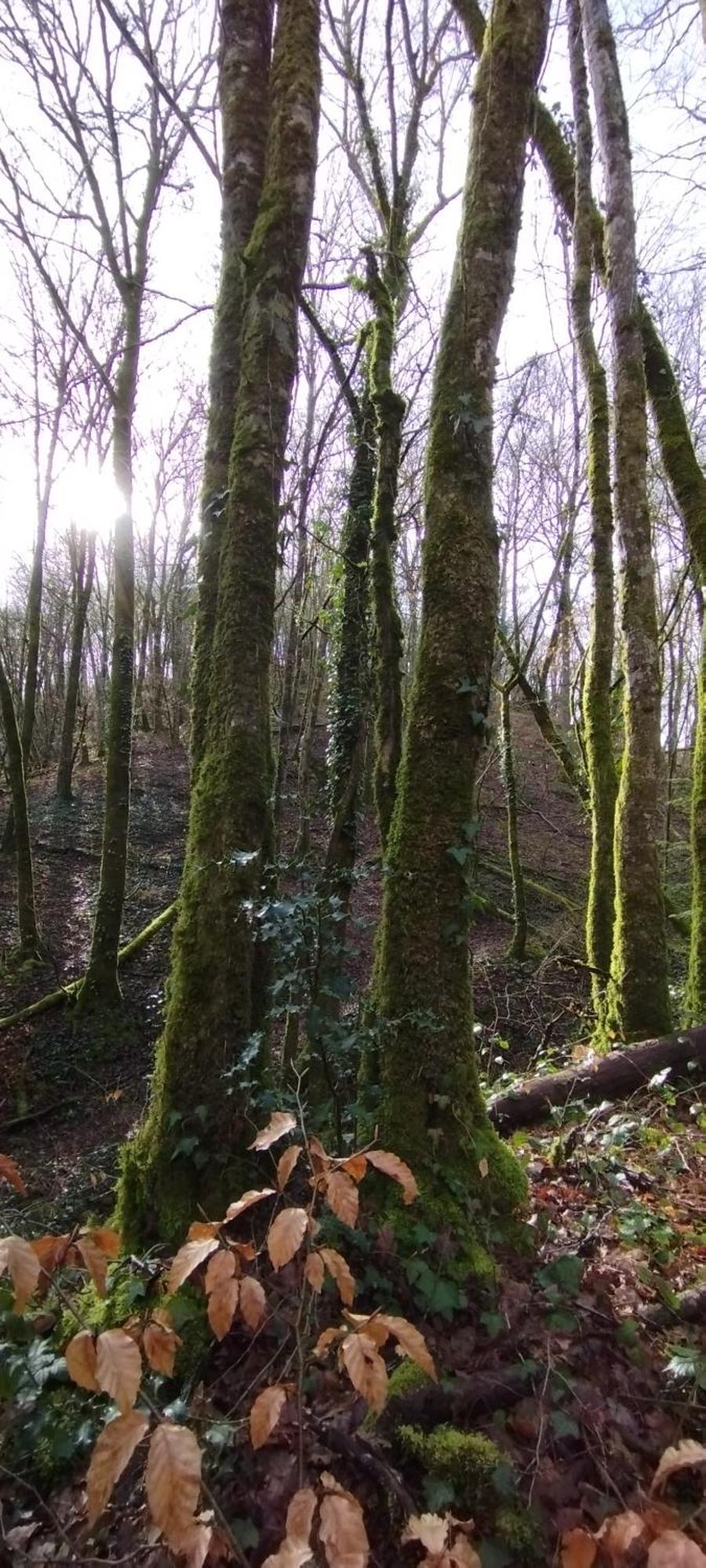 Gite L'Esprit Nature Naucelle Exteriör bild
